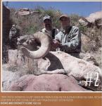 Texas Bighorn Sheep #2