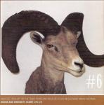 Texas Bighorn Sheep #6