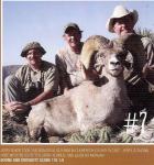 Texas Bighorn Sheep #7