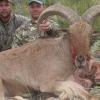 aoudad1