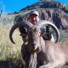 aoudad11