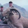 aoudad2