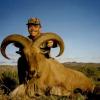 aoudad3