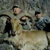 aoudad4