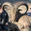 aoudad5