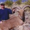 aoudad6