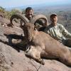 aoudad7