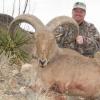aoudad8