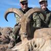 aoudad9