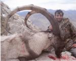 BEZOAR IBEX 1