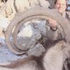 BEZOAR IBEX 3