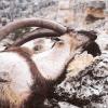 BEZOAR IBEX 5