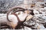 BEZOAR IBEX 5