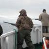 iceland-puffin-hunting