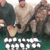 Iceland-Puffins