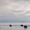 russia-giant-kamchatka-bear